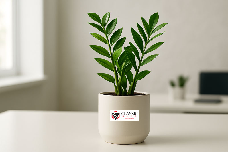 گیاه تبلیغاتی