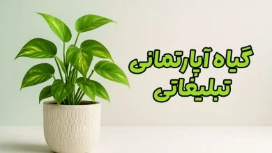 گیاه آپارتمانی تبلیغاتی