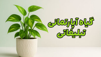گیاه آپارتمانی تبلیغاتی
